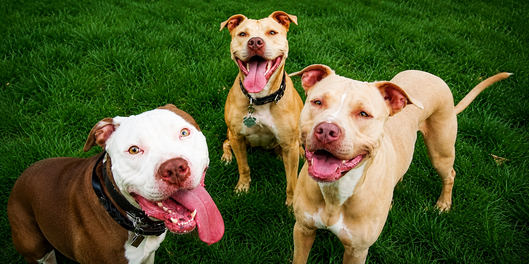 Pitbull en refugio